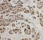 Anti-MCM2 Antibody